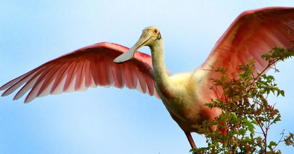 18 Amazing Things to do in Kissimmee Prairie Preserve State Park