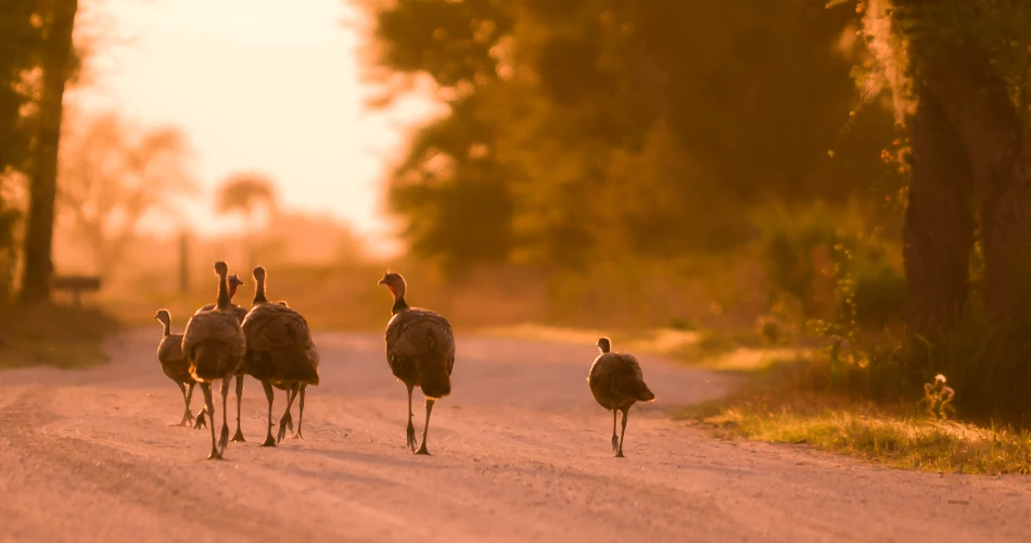18 Amazing Things to do in Kissimmee Prairie Preserve State Park
