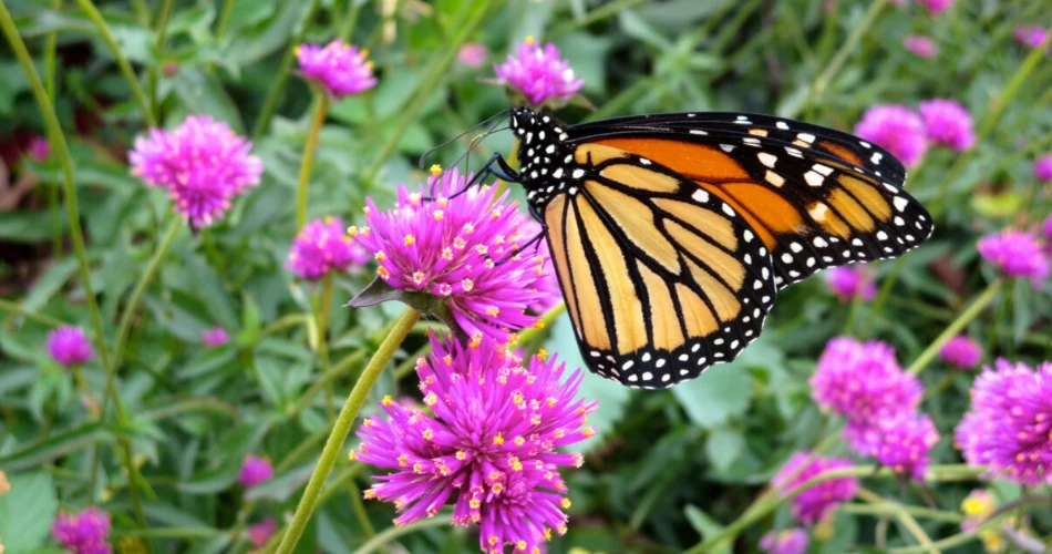 18 Amazing Things to do in Kissimmee Prairie Preserve State Park