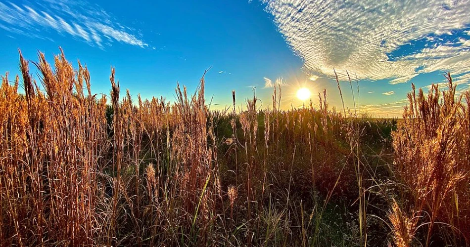 18 Amazing Things to do in Kissimmee Prairie Preserve State Park