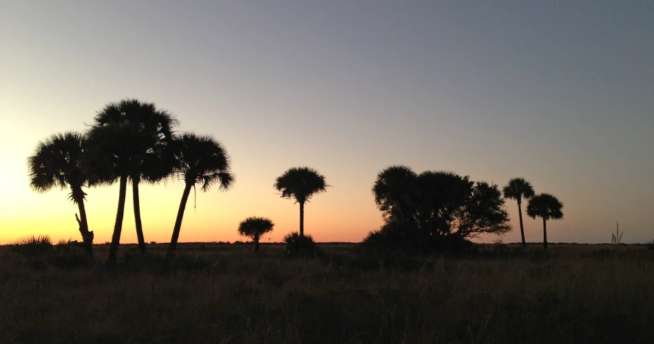 18 Amazing Things to do in Kissimmee Prairie Preserve State Park